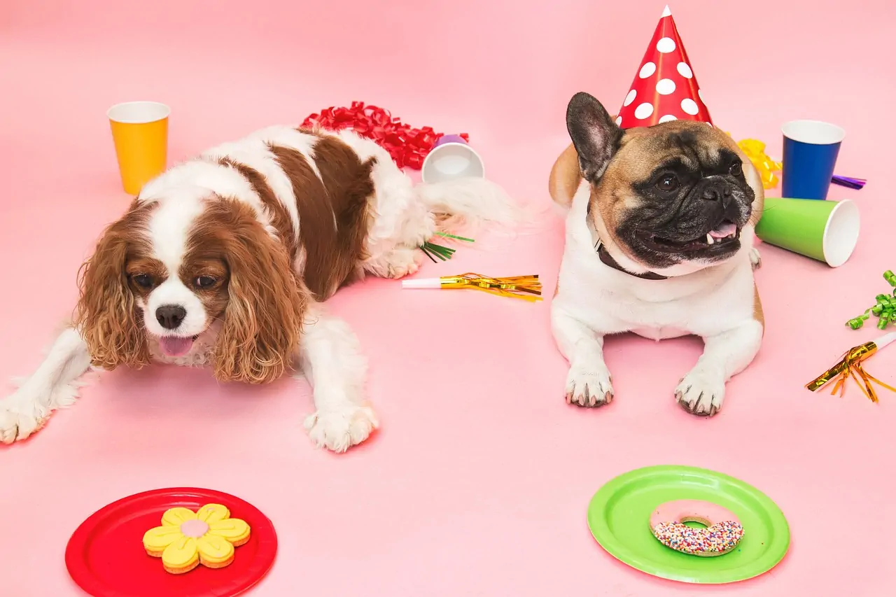Hundeparty, Hundefeier zur Wiedereröffnung der Praxis für Hundephysiotherapie in Berlin