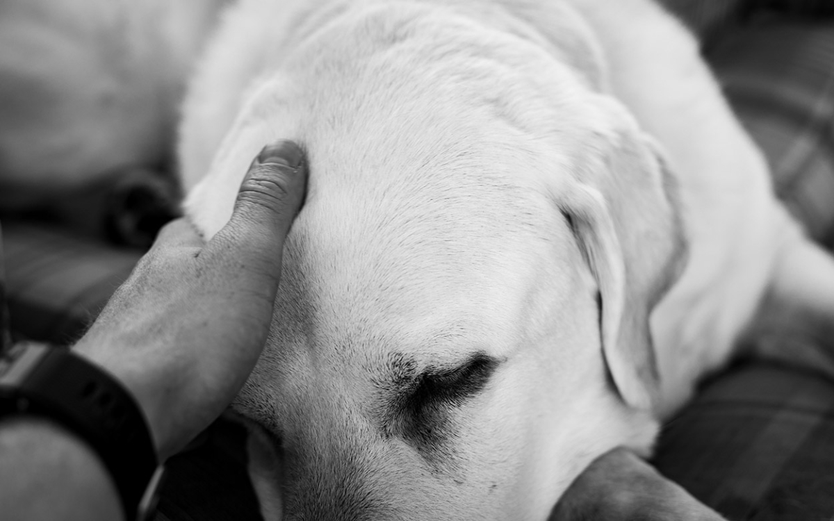 Epilepsie beim Hund behandeln Hundephysiotherapie Berlin